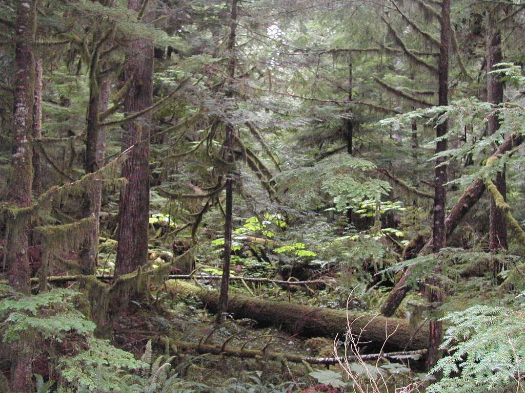 יער בתוככי פארק הר רינייר