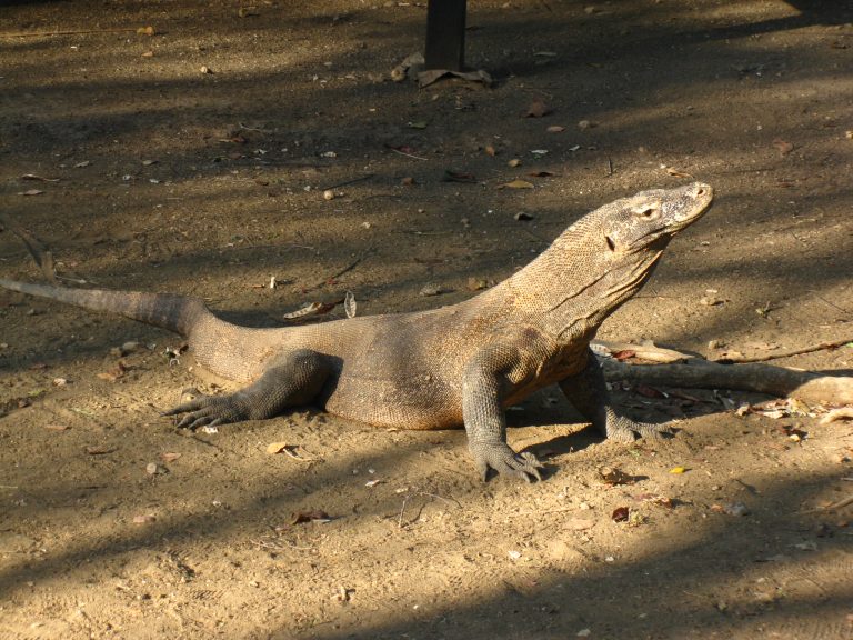 לטאה חיננית באורך 3 מטרים