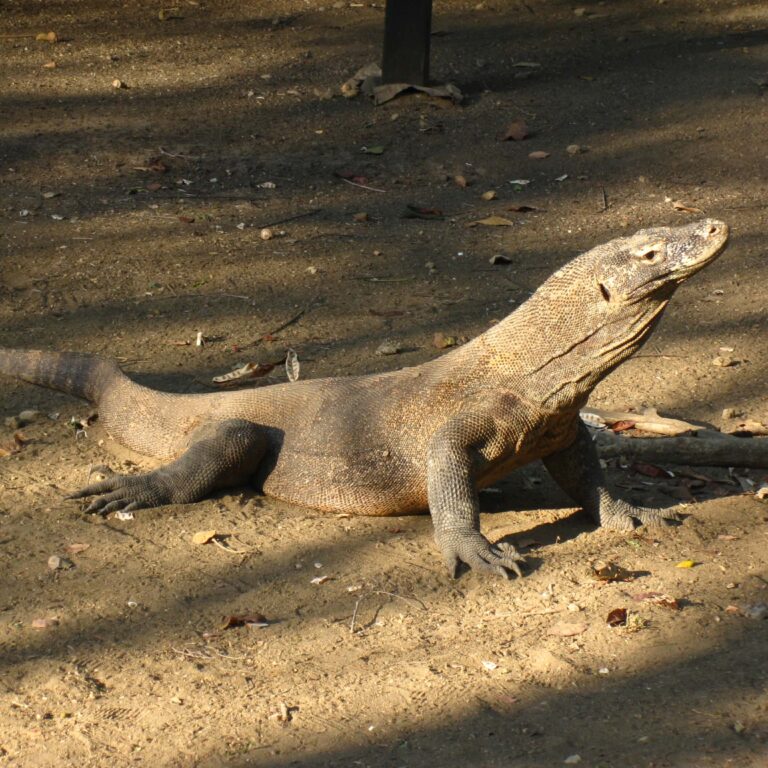 לטאה חיננית באורך 3 מטרים