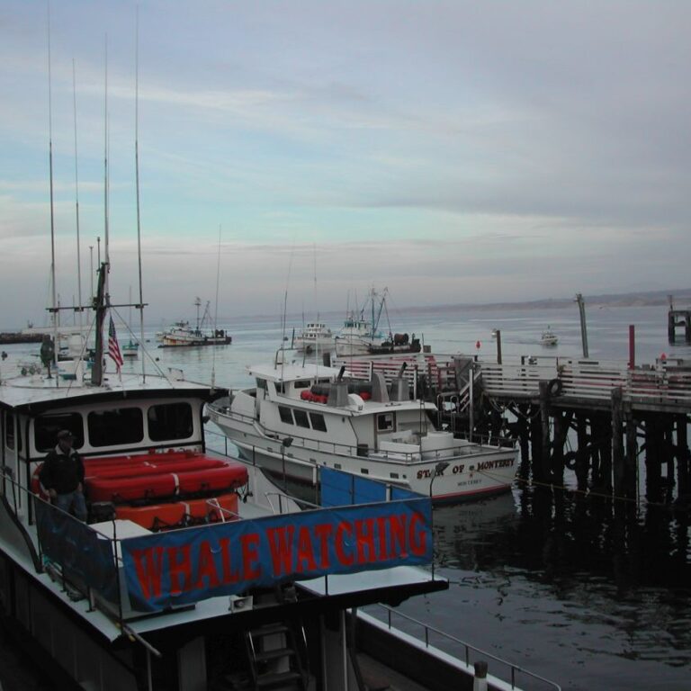 לצפות בלוויתנים בחופי קליפורניה