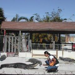 מאלף אינדיאני של אליגטרים בפלורידה