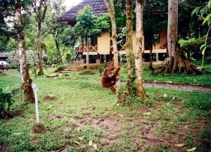 בית יתומים להחזרת אוראנג אוטאנג-ים לחיים בטבע, בג'ונגלים