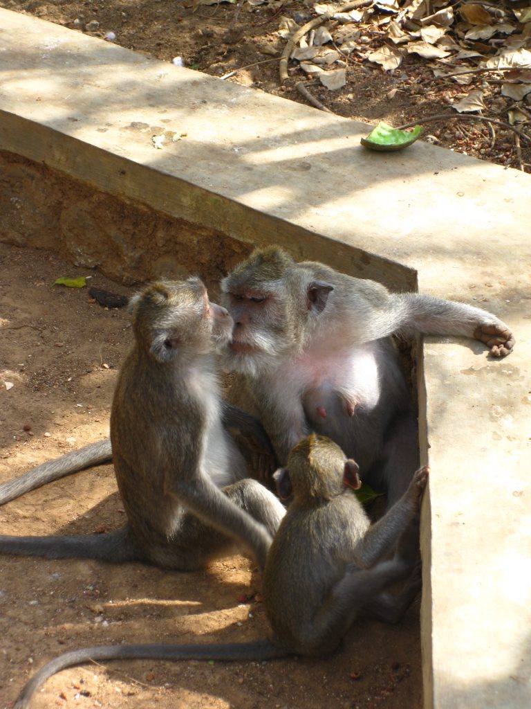 משפחת קופים