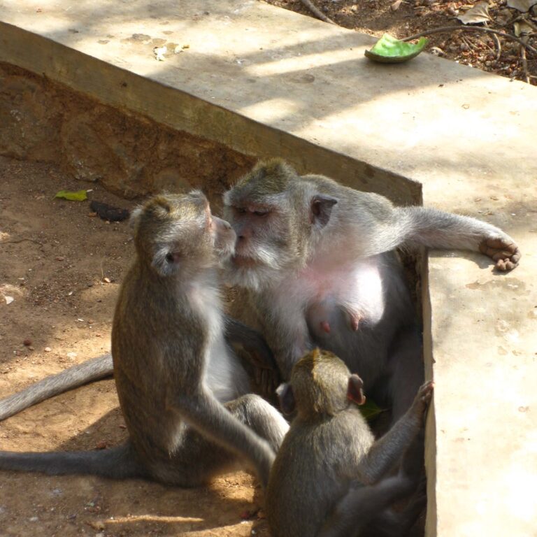 משפחת קופים