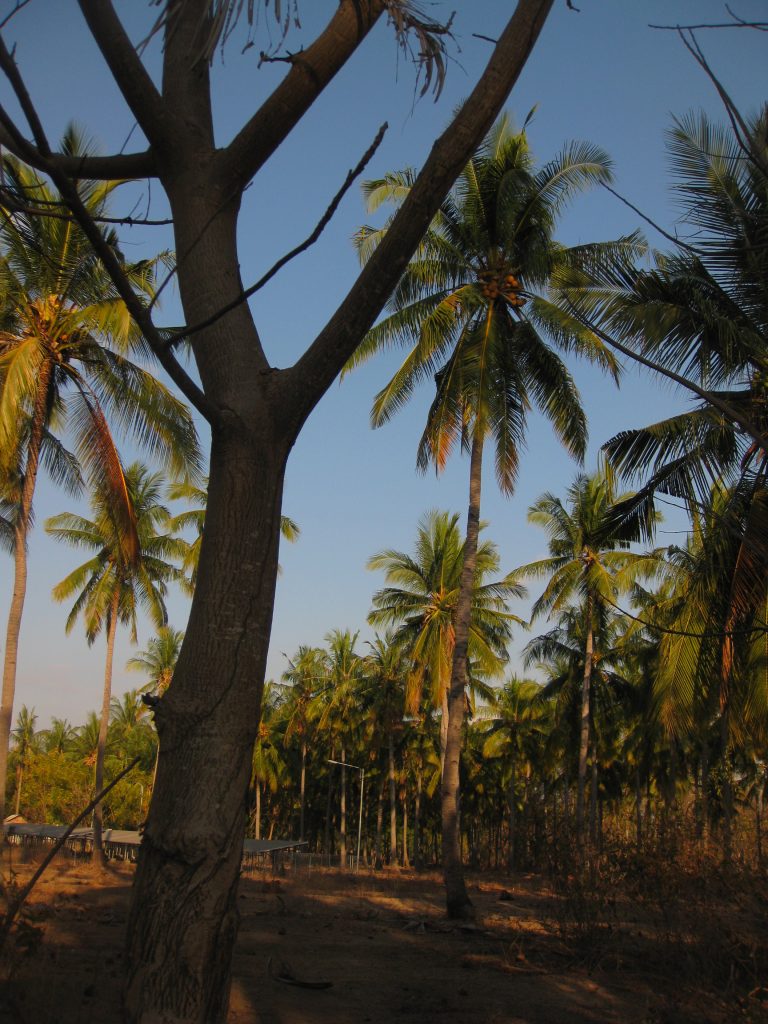 נופי הצומח באיים