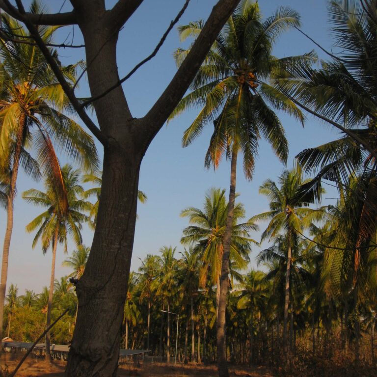 נופי הצומח באיים