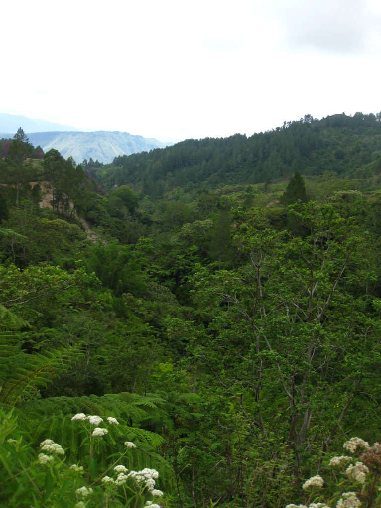 נופים פראיים בסומטרה