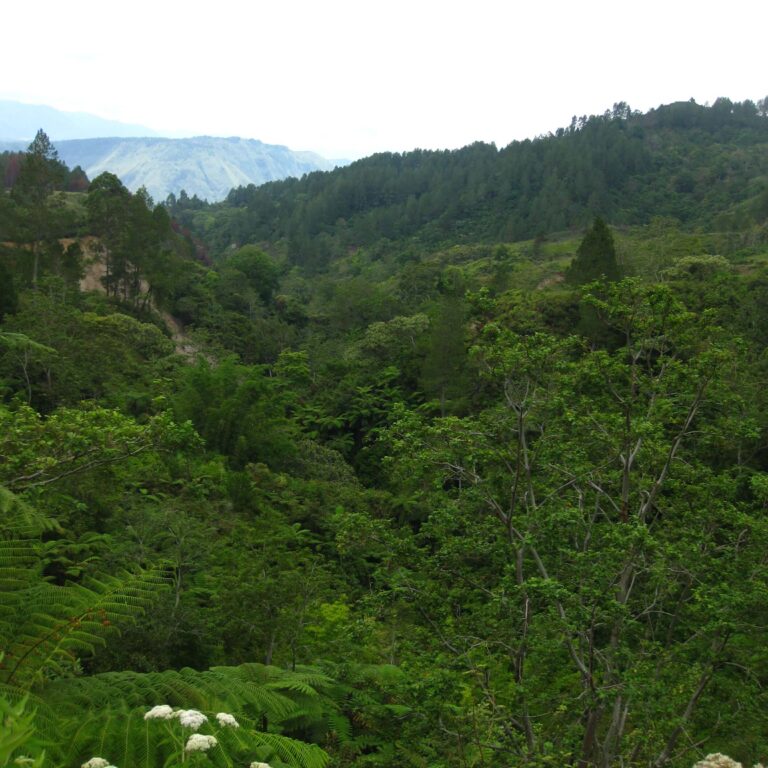 נופים פראיים בסומטרה
