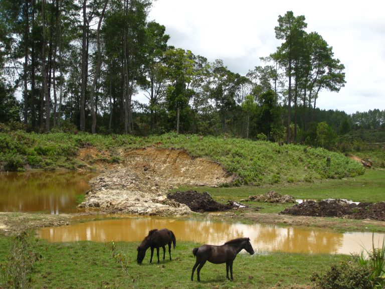 סוסים נהנים מהטבע בסומטרה