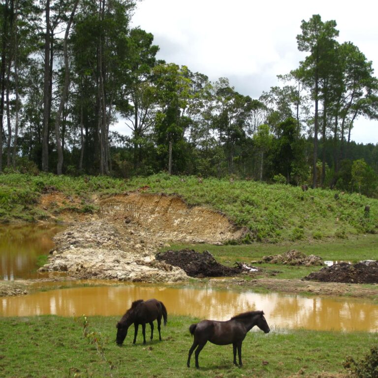 סוסים נהנים מהטבע בסומטרה