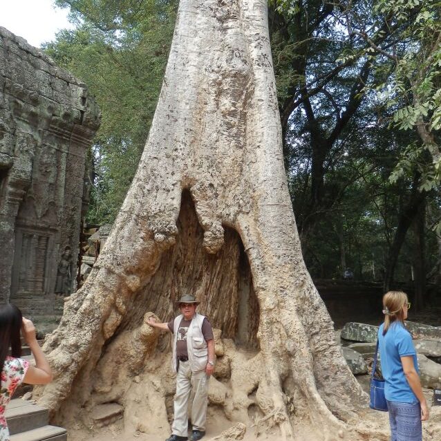 עצי הג'ונגל שהשתלטו על המקדשים שהןזנחו