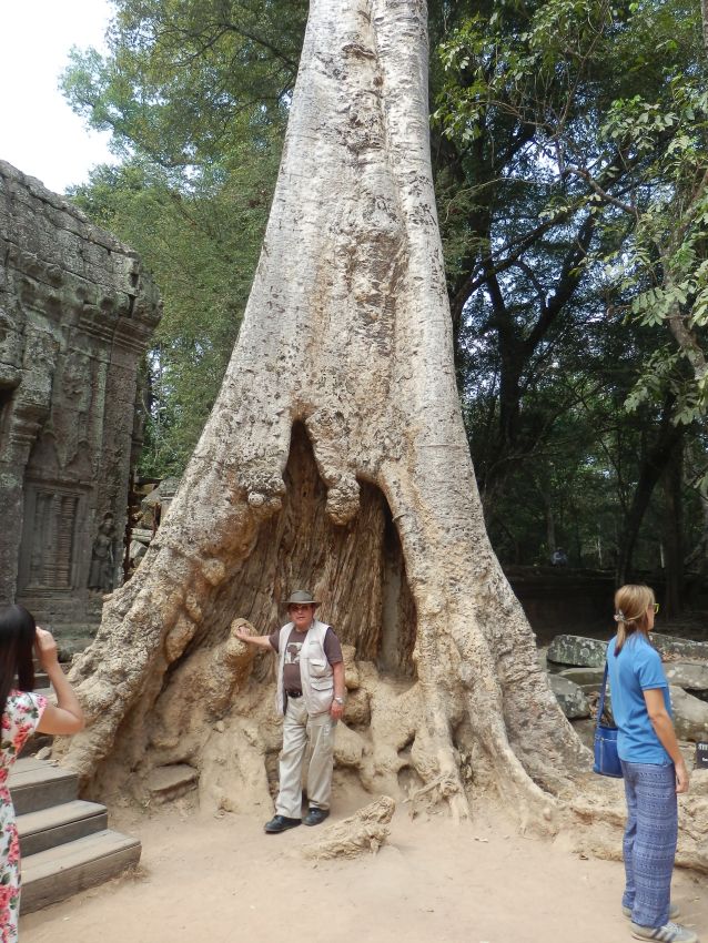 עצי הג'ונגל שהשתלטו על המקדשים שהןזנחו