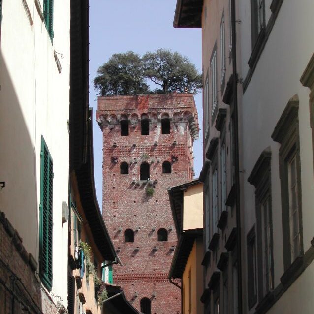 עצים גדלים על הצריח