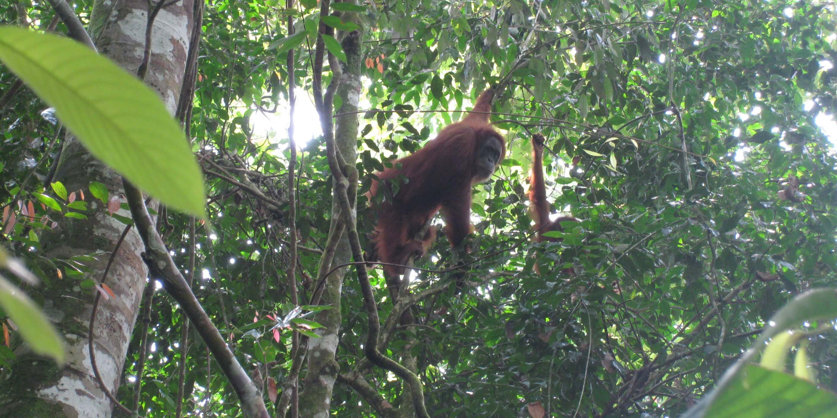 פגישה עם אורנג אוטאנג בסומטרה