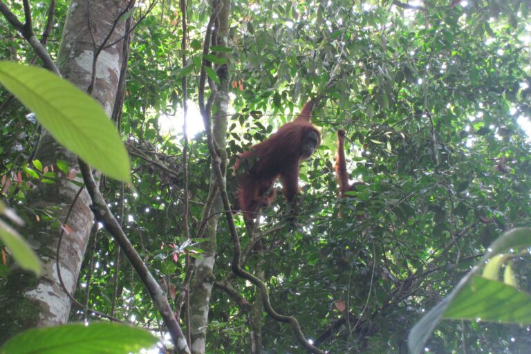 פגישה עם אורנג אוטאנג בסומטרה