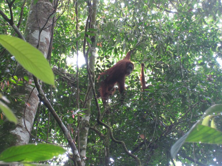 פגישה עם אורנג אוטאנג בסומטרה