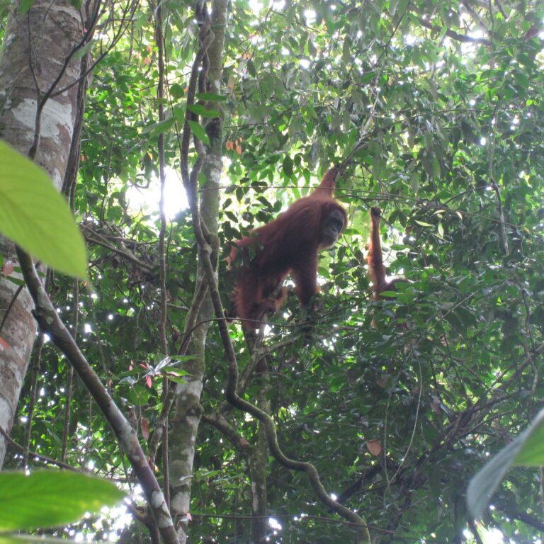 פגישה עם אורנג אוטאנג בסומטרה