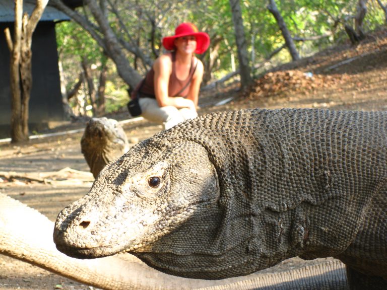 פורטרט חינני של דרקון קמודו שיכול לטרוף גם פרות