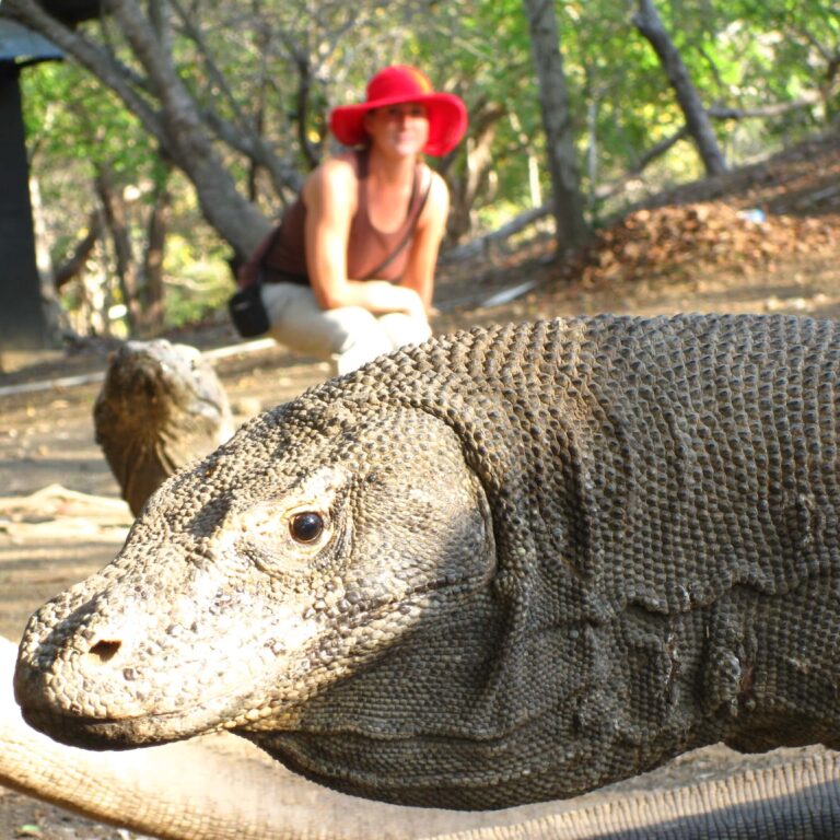 פורטרט חינני של דרקון קמודו שיכול לטרוף גם פרות