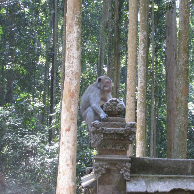 קוף בבאלי מתמסר לקדוש מקומי