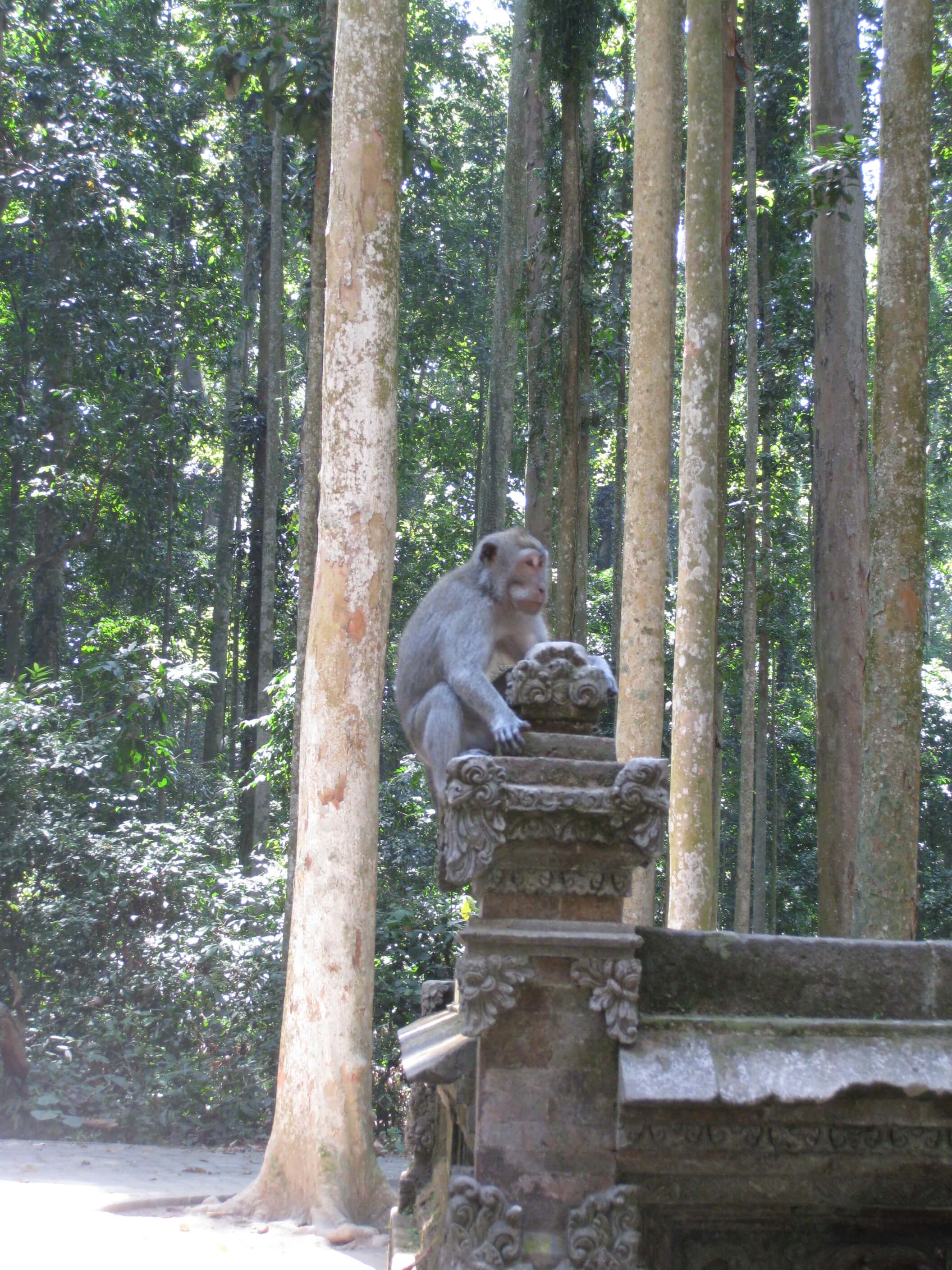 קוף בבאלי מתמסר לקדוש מקומי