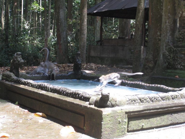 קופים משתלטים בבאלי על המקדשים