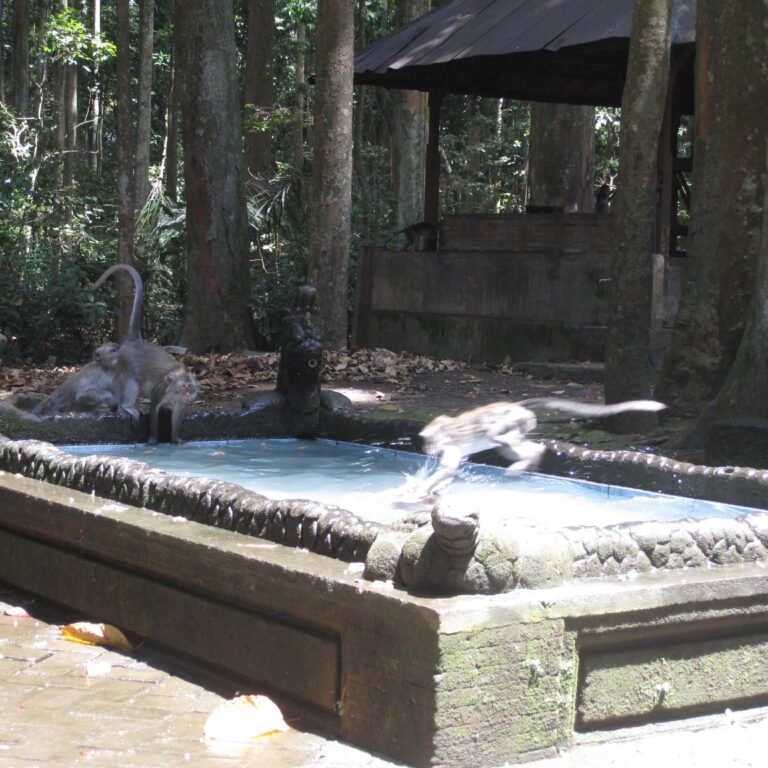 קופים משתלטים בבאלי על המקדשים