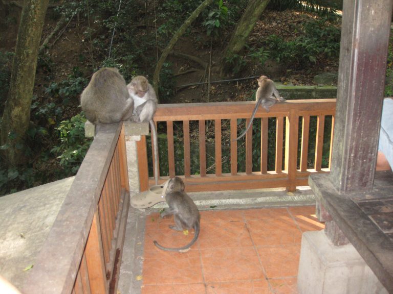 קופים מתארחים אתכם במלון