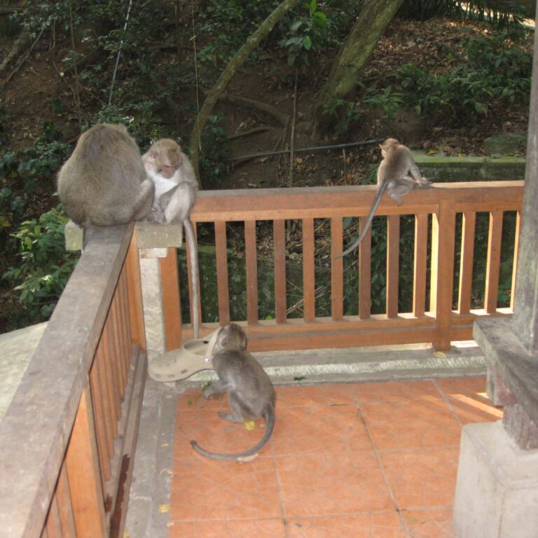 קופים מתארחים אתכם במלון