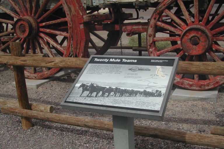 שיירות בעמק המוות נגררו על ידי לא פחות מ-20 פרדות