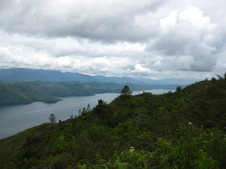 שילוב של מים וירוק עד