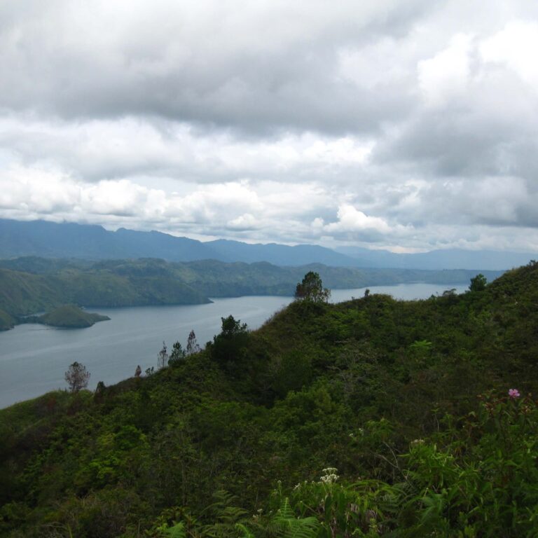 שילוב של מים וירוק עד