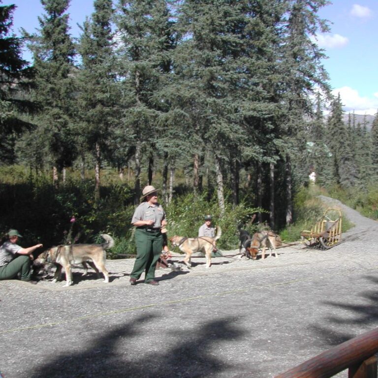 שיעור הדגמה בנהיגת מזחלות הרתומות לכלבים