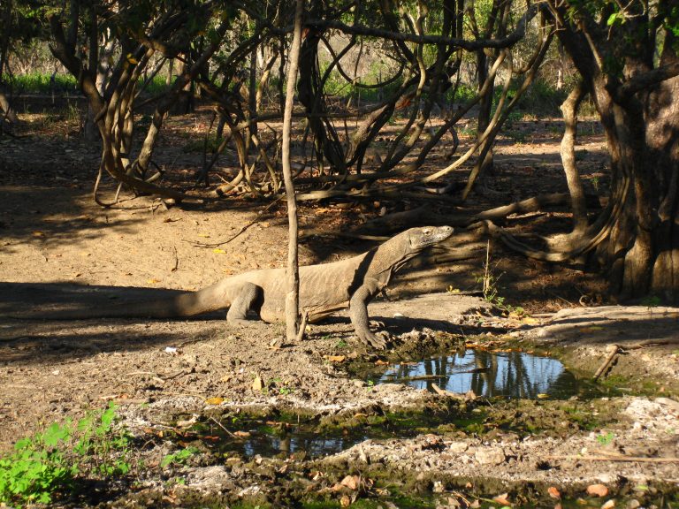 שתיית בוקר מרעננת