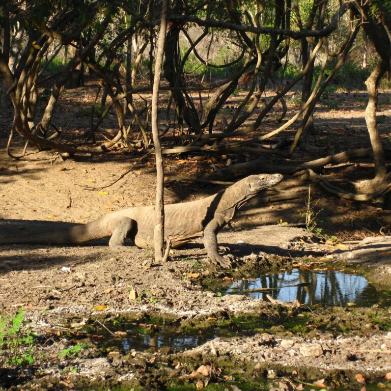שתיית בוקר מרעננת