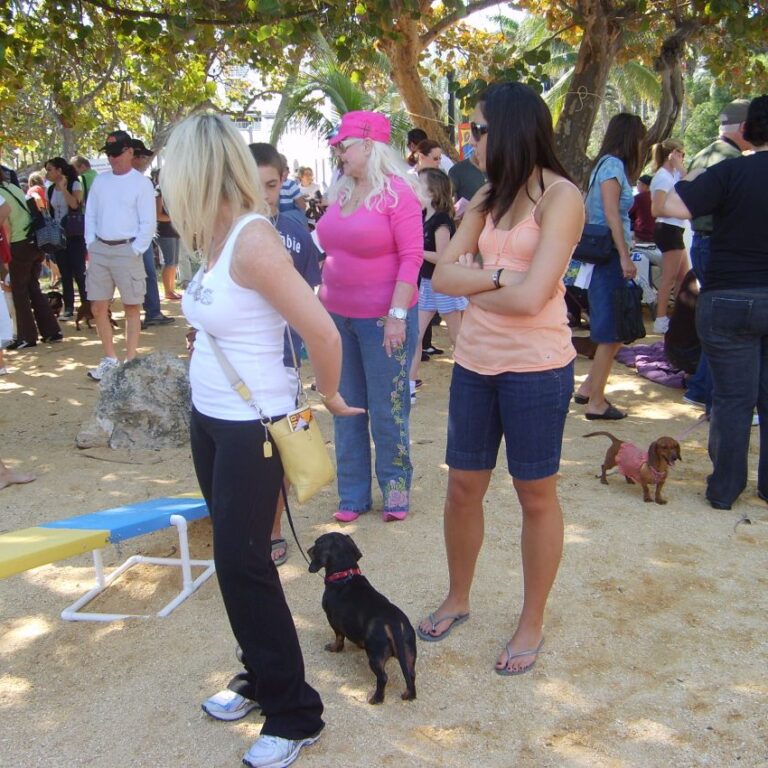 תחרות כלבי ציאווה במיאמי