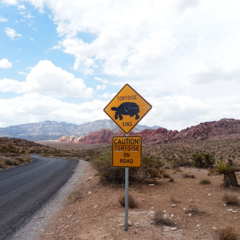 תספורת לעץ בצפון קליפורניה