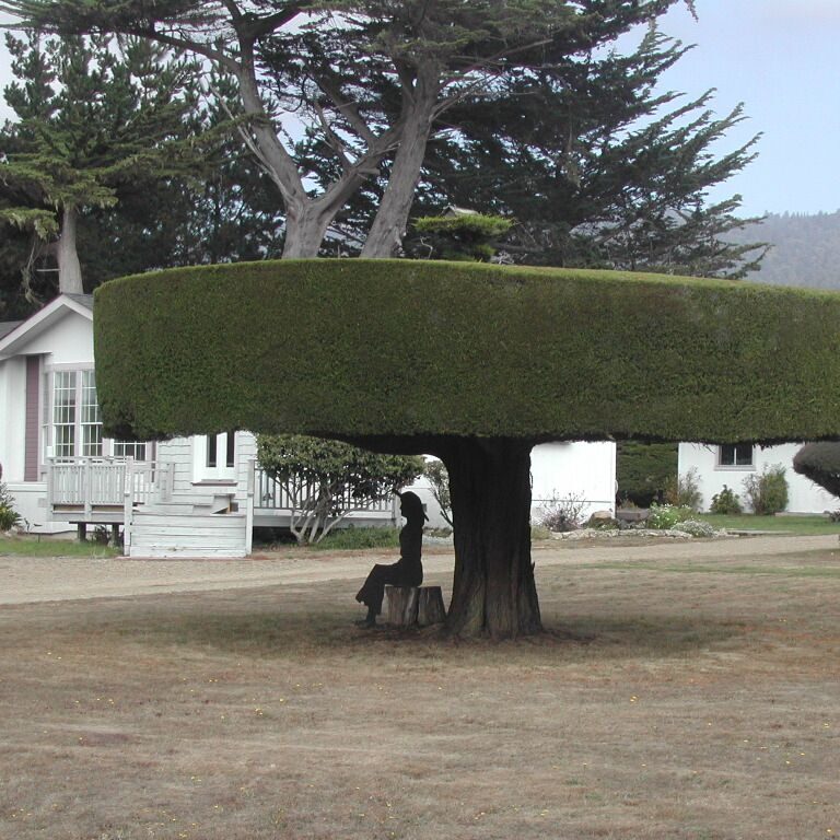 תספורת לעץ בצפון קליפורניה