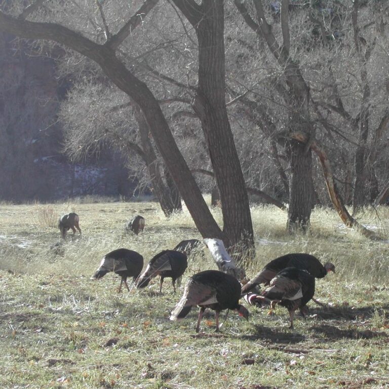 תרנגולי הודו שהצילו את ראשוני המתיישבים האמריקנים