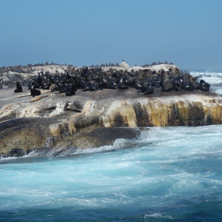 אי דובי הים במפרץ הויט בדרום אפריקה