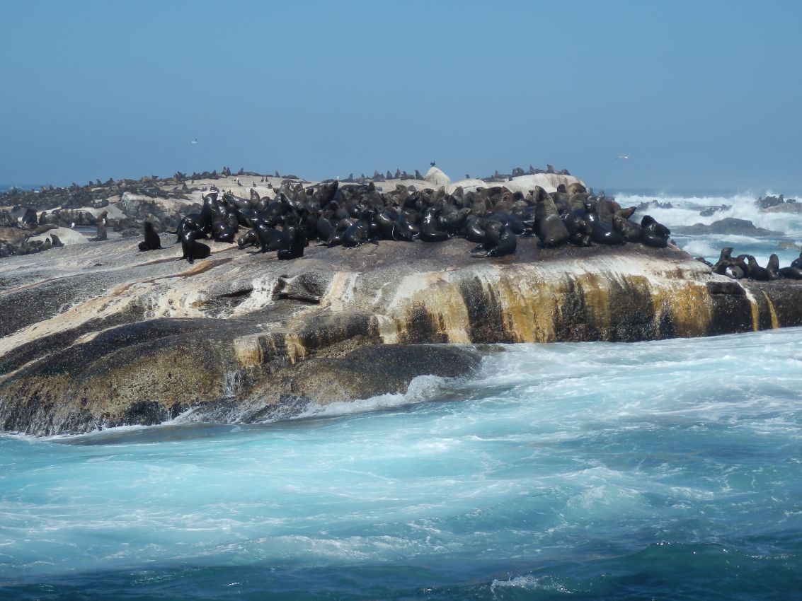 אי דובי הים במפרץ הויט בדרום אפריקה