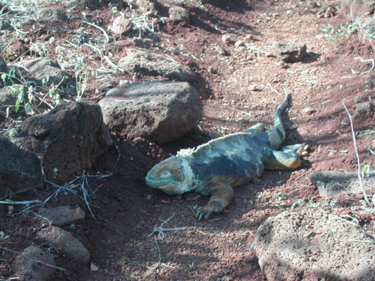 איגואנה באי גלפגוס