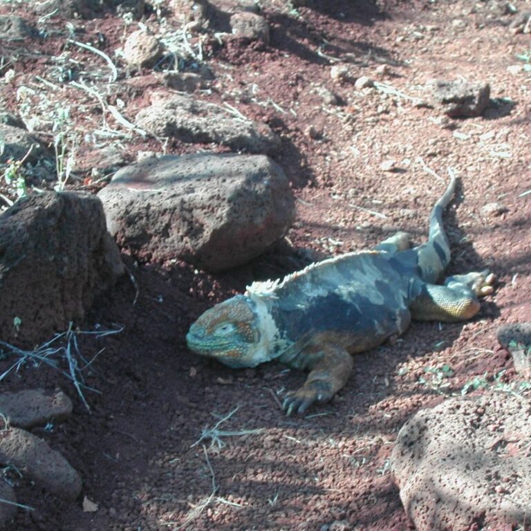 איגואנה באי גלפגוס
