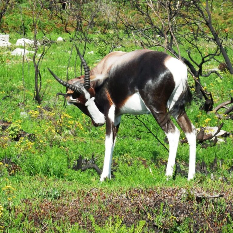 איילה בשמורת כף התקווה הטובה
