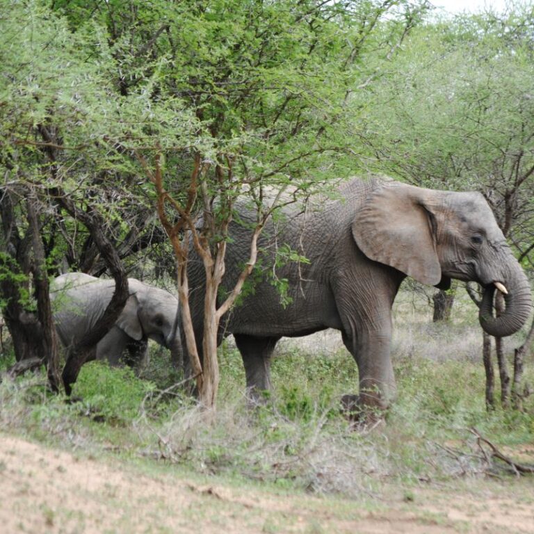 אמא פילה וגורה הקטן