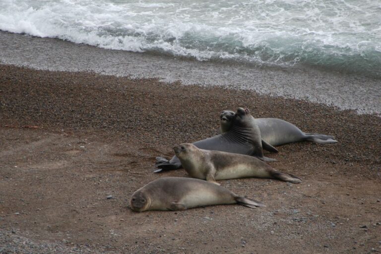 אריות ים בפטגוניה