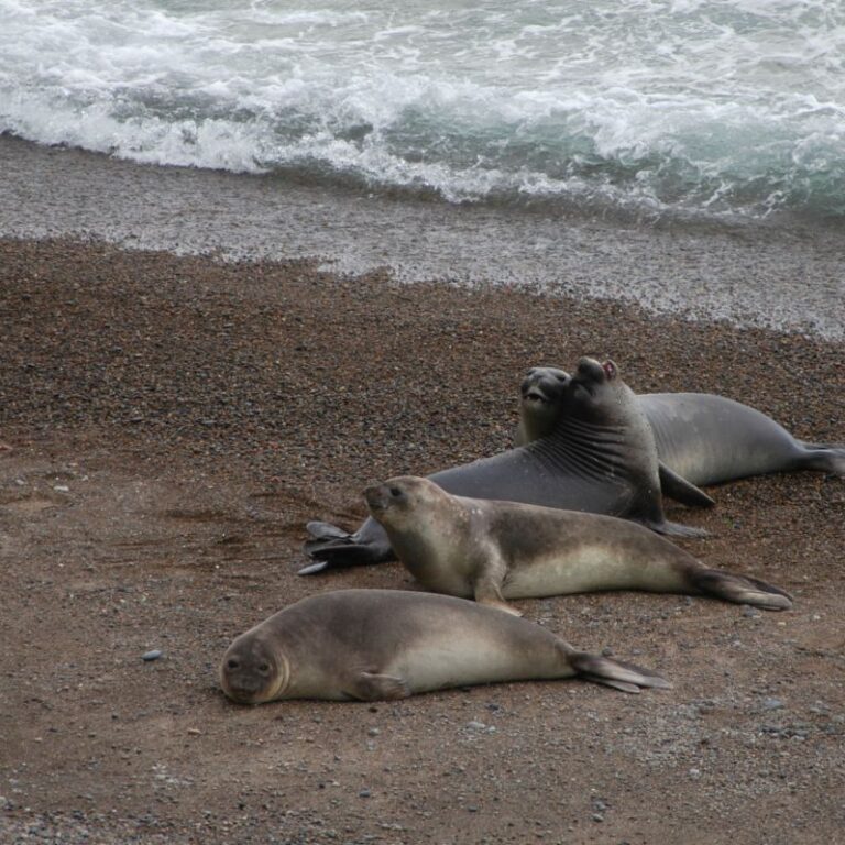 אריות ים בפטגוניה