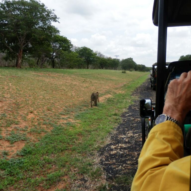 בבון סקרן מתקרב לג'יפ בספארי בבופטצ'ואנה