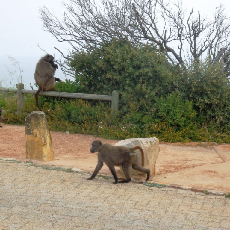 בבונים תוקפניים בשמורת כף התקווה הטובה