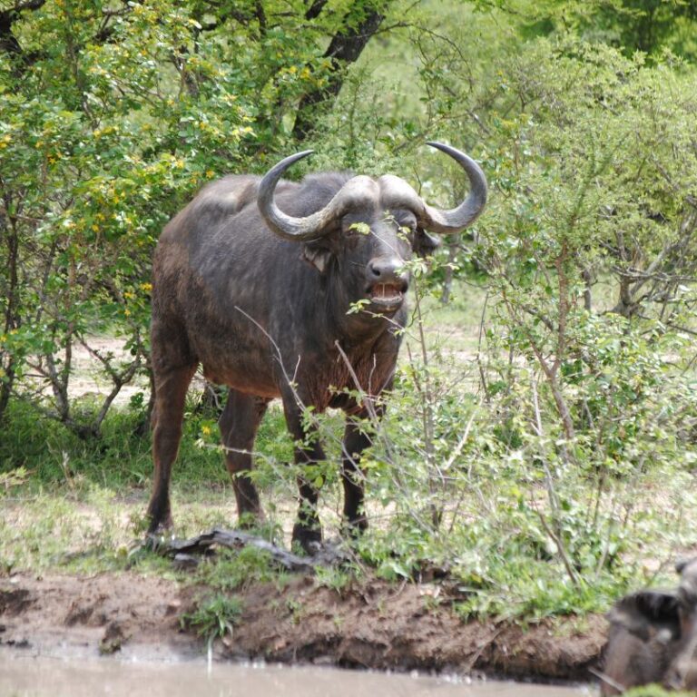 הבופאלו מסוכן ממתין לטורפו-דרום אפריקה
